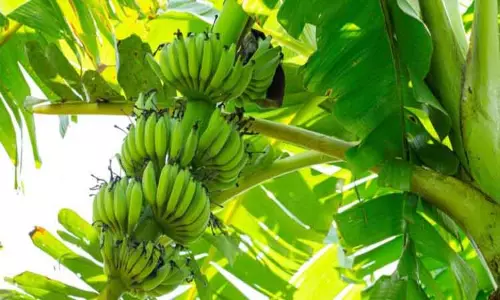 அந்தியூர் கூட்டுறவு சங்கத்தில் ரூ.4¾ லட்சத்துக்கு வாழைத்தார்கள் ஏலம் அந்தியூர் கூட்டுறவு சங்கத்தில் ரூ.4¾ லட்சத்துக்கு வாழைத்தார்கள் ஏலம்