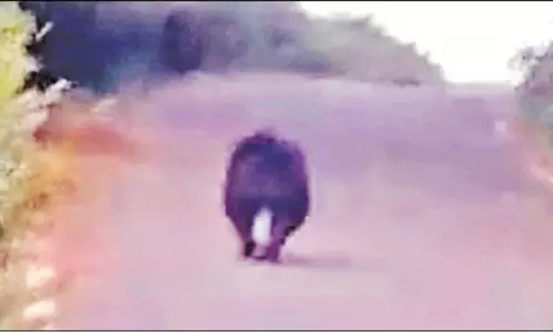 கொடைக்கானல் அருகே மலைப்பாதையில் உலா வந்த கரடி