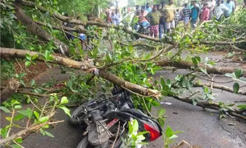 மரக்கிளை முறிந்து விழுந்து தந்தை, மகன் படுகாயம்