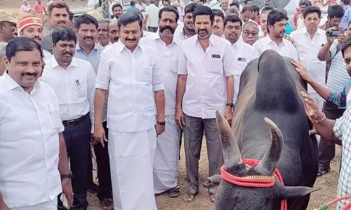 காங்கயத்தில் பாரம்பரிய மாட்டுச்சந்தை