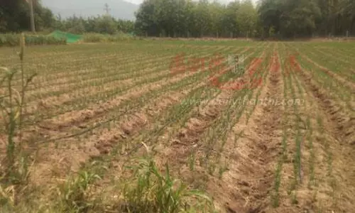 சின்ன வெங்காயம் சாகுபடி தொடங்கியது