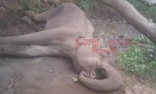 காட்டு யானை திடீர் சாவு