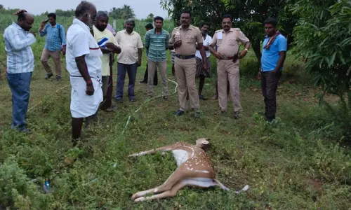 கம்பி வேலியில் சிக்கி மான் சாவு