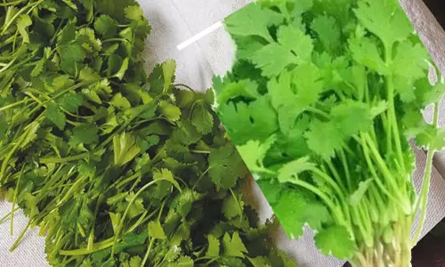 உழவர் சந்தைகளில் கொத்தமல்லி விலை உயர்வு