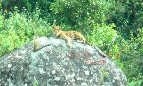 பாறையில் ஓய்வெடுத்த சிறுத்தை பாறையில் ஓய்வெடுத்த சிறுத்தை