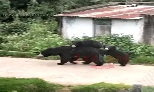 2 குட்டிகளுடன் உலா வந்த கரடியால் பரபரப்பு