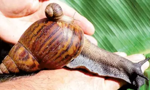 செல்லப்பிராணியாக வளர்க்கப்படும் ராட்சத நத்தை செல்லப்பிராணியாக வளர்க்கப்படும் ராட்சத நத்தை