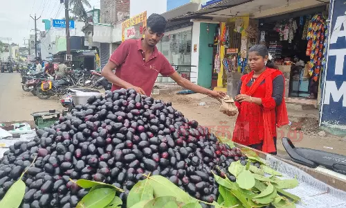 நாகைக்கு, விற்பனைக்கு வந்த நாவல் பழங்கள்