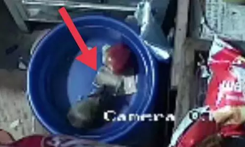 பழ வியாபாரியின் கல்லாப்பெட்டியில் ரூபாய் நோட்டுகளை திருடி பதுக்கிய எலி