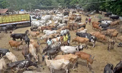 பொள்ளாச்சி சந்தையில் ரூ.3 கோடிக்கு மாடுகள் விற்பனை