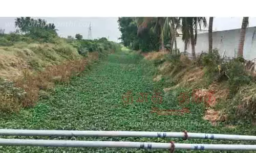 புதர் மண்டி கிடக்கும் பாசன வாய்க்கால்