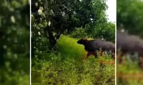 விவசாயிகளை அச்சுறுத்தும் காட்டெருமைகள் விவசாயிகளை அச்சுறுத்தும் காட்டெருமைகள்