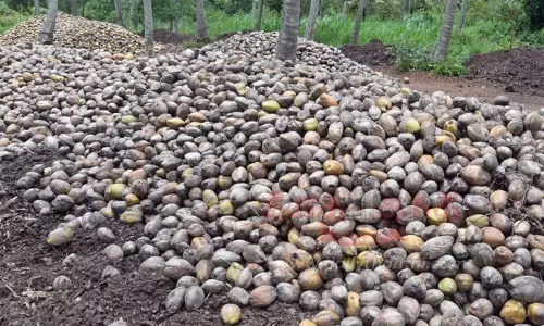 தென்னப்தோப்புகளில் 3 கோடி தேங்காய் தேக்கம்