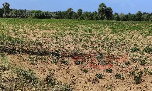 பாசனத்துக்கு தண்ணீர் இன்றி கருகும் நிலக்கடலை செடிகள்
