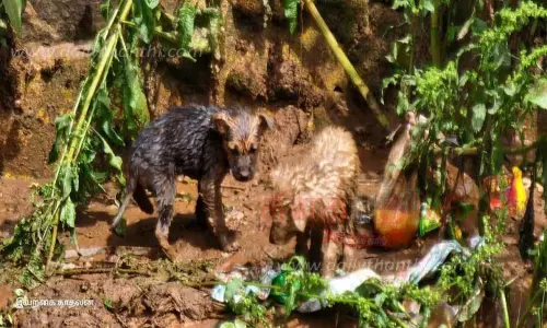 கால்வாயில் சிக்கிய 2 நாய் குட்டிகள் மீட்பு