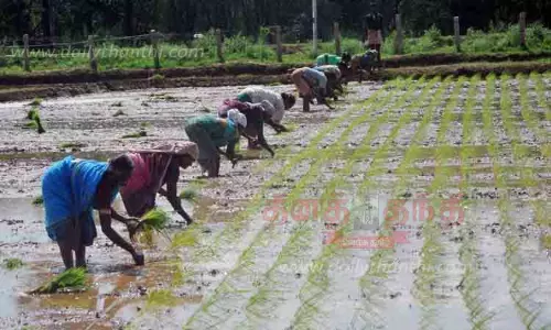 கிணற்று பாசன விவசாய பணிகள்