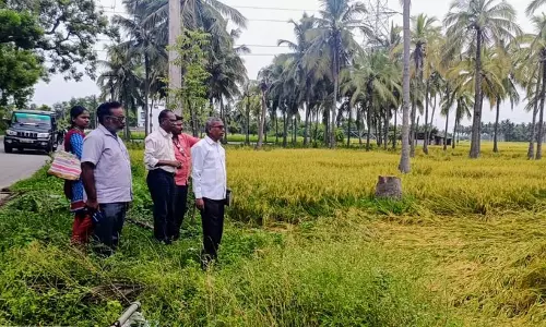 சேதமடைந்த நெற்பயிர்களை இணை இயக்குனர் ஆய்வு
