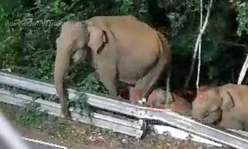 குட்டியுடன் மீண்டும் காட்டுயானைகள் நடமாட்டம்