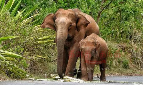 குட்டியுடன் உலா வரும் காட்டுயானை