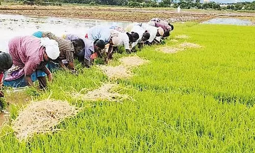 தமிழக அரசின் புதிய முயற்சி: 93 ஆயிரம் ஹெக்டேர் விதை பண்ணைகளை பதிவு செய்ய இலக்கு