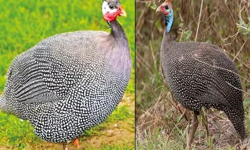 வீட்டுக்காவலுக்கு உதவும் கினிக்கோழிகள்: வளர்த்து விற்றால் நல்ல லாபம் ஈட்டலாம்