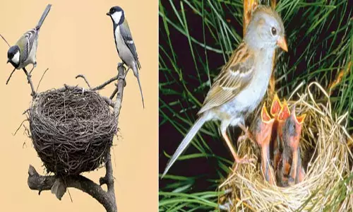 பறவைகளும், அதன் கூடுகளும்.... பறவைகளும், அதன் கூடுகளும்....