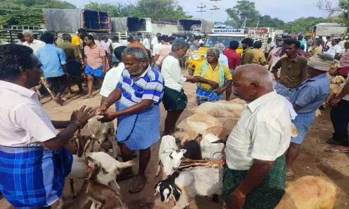 பொள்ளாச்சியில் களைகட்டிய ஆட்டு சந்தை பொள்ளாச்சியில் களைகட்டிய ஆட்டு சந்தை