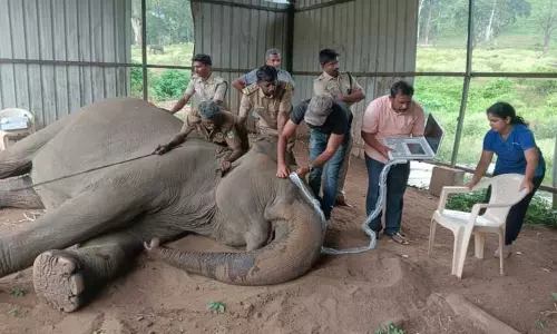 யானைகளுக்கு நவீன கருவி மூலம் கண் பரிசோதனை