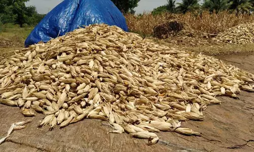 மக்காச்சோள அறுவடை பணி தீவிரம்