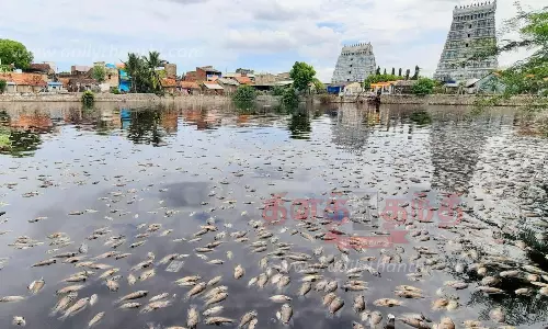 கோவில் குளத்தில் மீன்கள் செத்ததுக்கு கழிவுநீர் கலந்ததே காரணம்