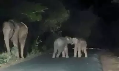 சாலையில் சண்டையிட்டு விளையாடும் குட்டி யானைகள் - வைரல் வீடியோ