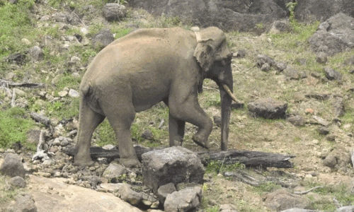 உடல் மெலிந்து காணப்படுகிறதா அரிசிக்கொம்பன் யானை.! வெளியான தகவல்