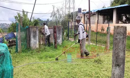 புதர் செடிகள் அகற்றம்