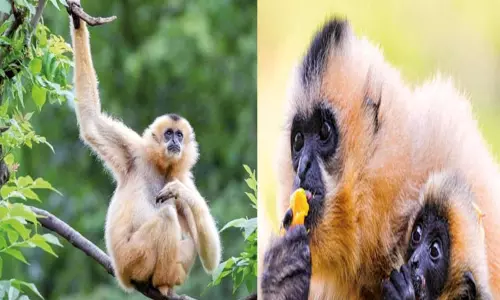 தனிமையை விரும்பும் ஹைனான் கிப்பன் தனிமையை விரும்பும் ஹைனான் கிப்பன்