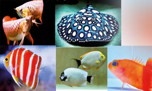 உலகின் விலை உயர்ந்த ஐந்து மீன்கள் உலகின் விலை உயர்ந்த ஐந்து மீன்கள்