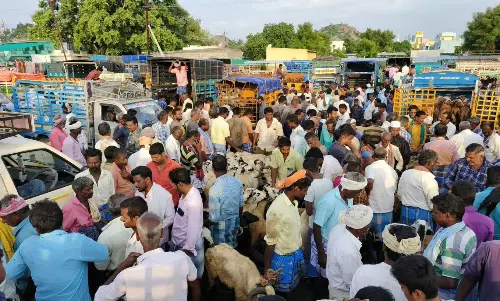 செஞ்சி வாரச்சந்தையில் ரூ.6 கோடிக்கு ஆடுகள் விற்பனை செஞ்சி வாரச்சந்தையில் ரூ.6 கோடிக்கு ஆடுகள் விற்பனை