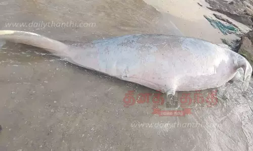 இறந்த நிலையில் கடல் பசு கரை ஒதுங்கியது