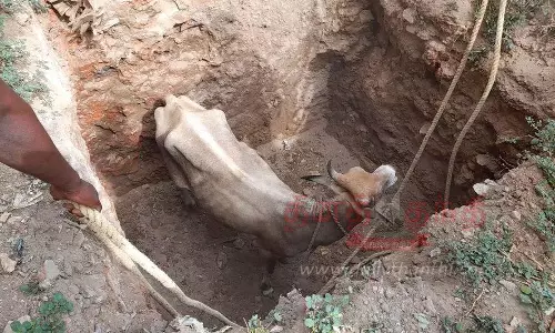 8 அடி பள்ளத்தில் விழுந்த பசுமாடு