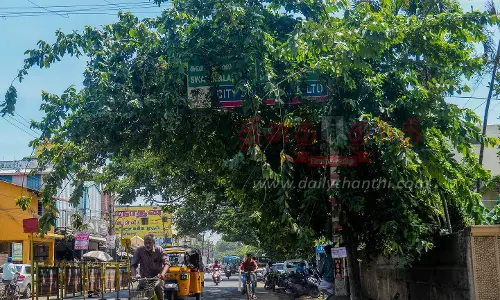 வழிகாட்டி பலகையை சூழ்ந்துள்ள மரக்கிளைகள்