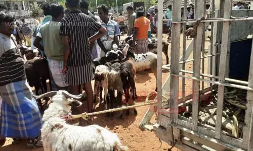 முக்கூடல் சந்தையில் ரூ.1½கோடிக்கு ஆடுகள் விற்பனை முக்கூடல் சந்தையில் ரூ.1½கோடிக்கு ஆடுகள் விற்பனை