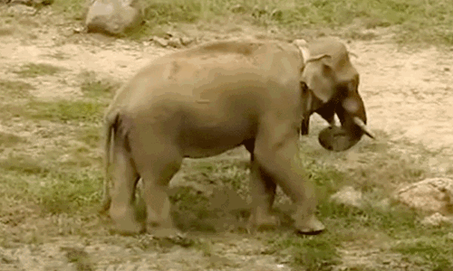 கோதையாறு வனப்பகுதியில் விடப்பட்ட அரிக்கொம்பன் யானைக்கு உடல்நலம் பாதிப்பு.! கோதையாறு வனப்பகுதியில் விடப்பட்ட அரிக்கொம்பன் யானைக்கு உடல்நலம் பாதிப்பு.!