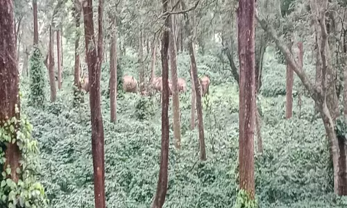 கூடலூர்- ஓவேலி சாலையில் காட்டு யானைகள் நடமாட்டம்