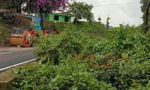 புதர் சூழ்ந்த பகுதியில் பதுங்கும் சிறுத்தைப்புலிகள்