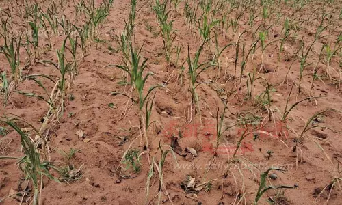 மானாவாரி நிலங்களில் பயிர்கள் கருகும் அபாயம் மானாவாரி நிலங்களில் பயிர்கள் கருகும் அபாயம்