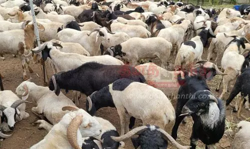 ஆடுகள் விற்பனை மும்முரம்