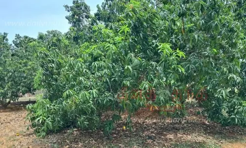 மானாமதுரையில் மாங்காய் விளைச்சல் அமோகம்