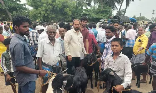 பக்ரீத் பண்டிகையையொட்டி தியாகதுருகம் சந்தையில் ரூ.75 லட்சத்துக்கு ஆடுகள் விற்பனை