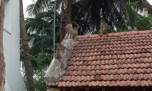 குரங்குகளை பிடித்து வனப்பகுதியில் விட பொதுமக்கள் கோரிக்கை குரங்குகளை பிடித்து வனப்பகுதியில் விட பொதுமக்கள் கோரிக்கை