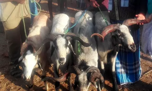 குண்டடம் வாரச்சந்தையில் ரூ.4 கோடிக்கு ஆடுகள் விற்பனை குண்டடம் வாரச்சந்தையில் ரூ.4 கோடிக்கு ஆடுகள் விற்பனை