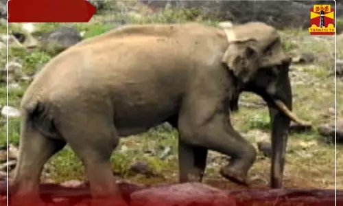 மெலிந்த நிலையில் இருந்தாலும் அரிக்கொம்பன் யானை நலமுடன் உள்ளது - வனத்துறை தகவல் மெலிந்த நிலையில் இருந்தாலும் அரிக்கொம்பன் யானை நலமுடன் உள்ளது - வனத்துறை தகவல்